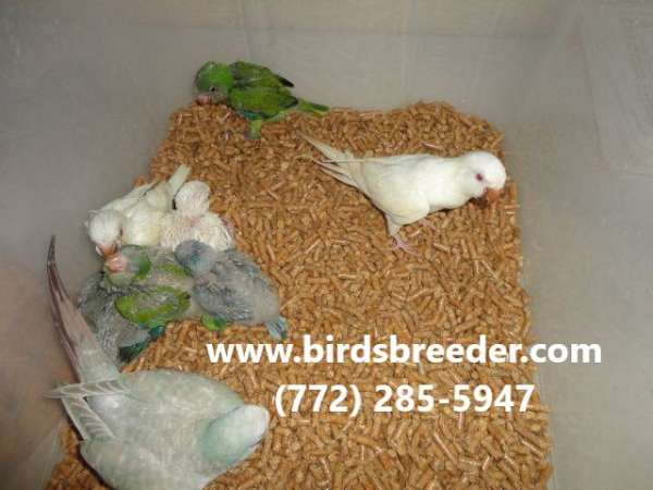 quaker-parrots-for-sale