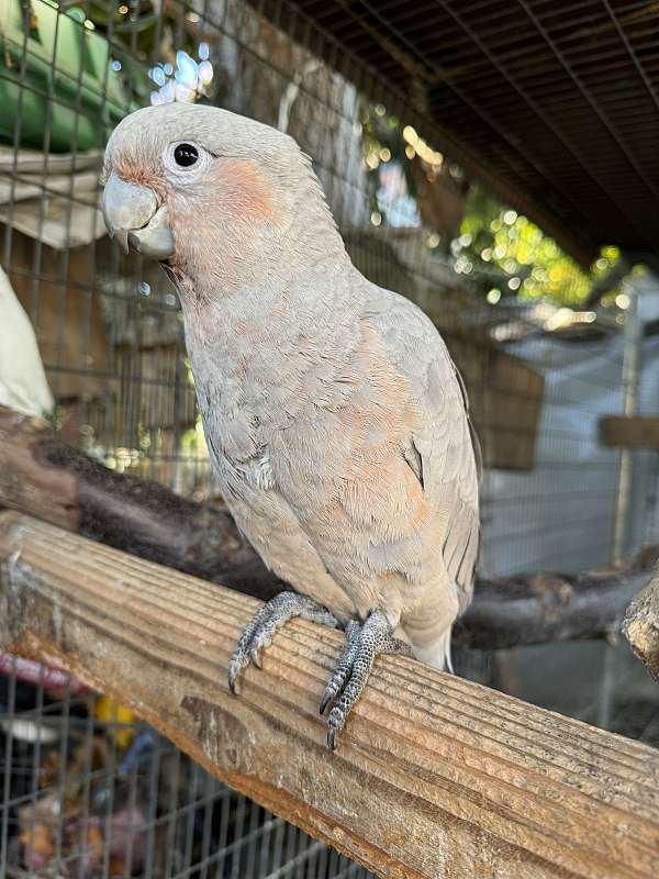 rose-cockatoo-goffin-cockatoo-for-sale