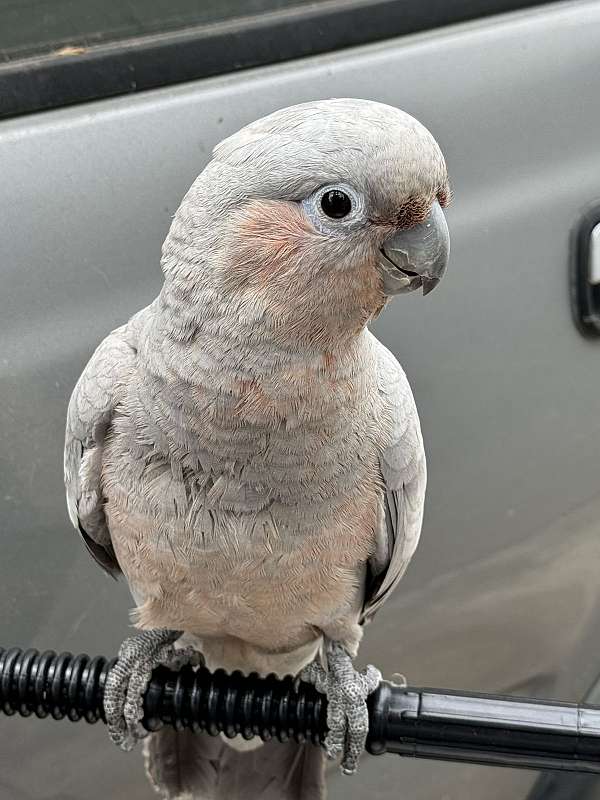 cockatoo-for-sale