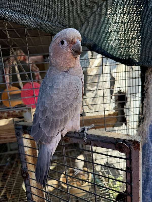 baby-cockatoo-for-sale