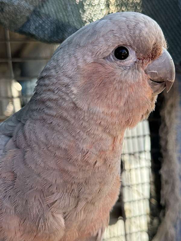 cockatoo-goffin-cockatoo-for-sale