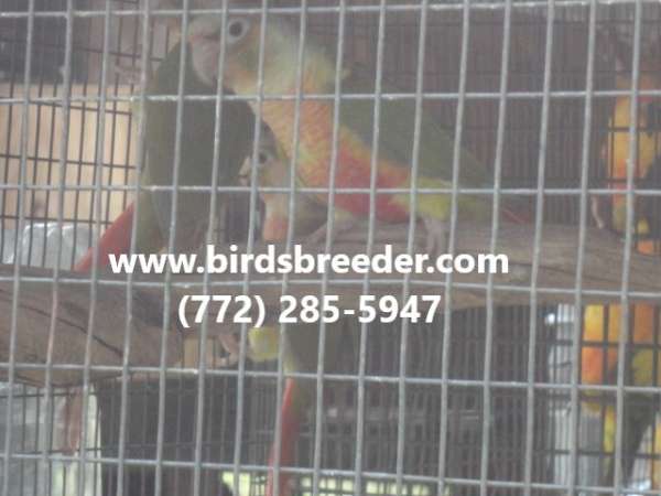 green-cheek-conure-for-sale