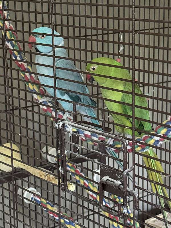 conure-for-sale-in-johnson-city-tn