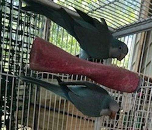 quaker-parrots-for-sale