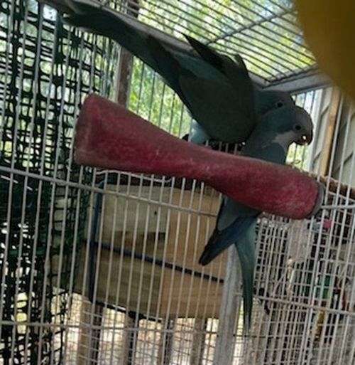 blue-quaker-parrots-for-sale