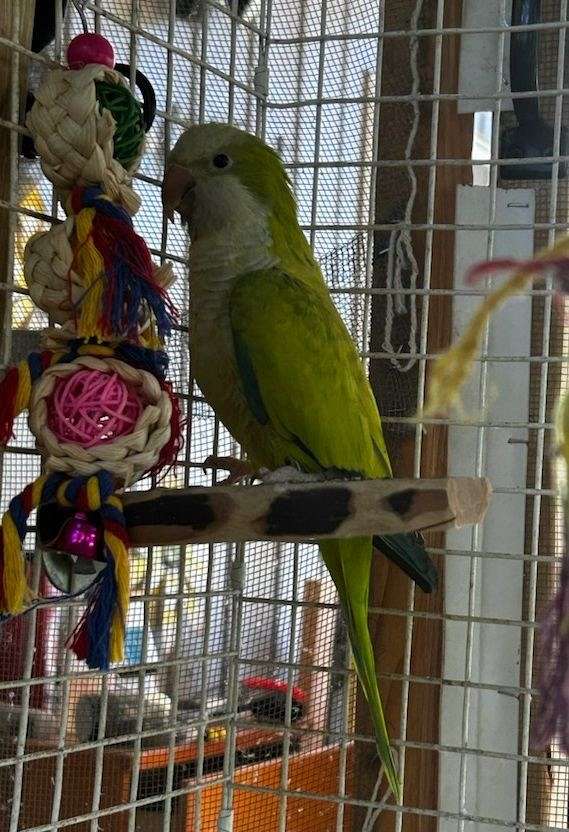 green-quaker-parrots-for-sale