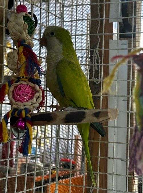 yellow-quaker-parrots-for-sale