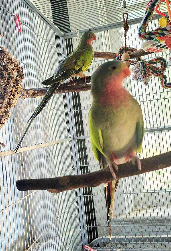 green-pink-parrot-for-sale