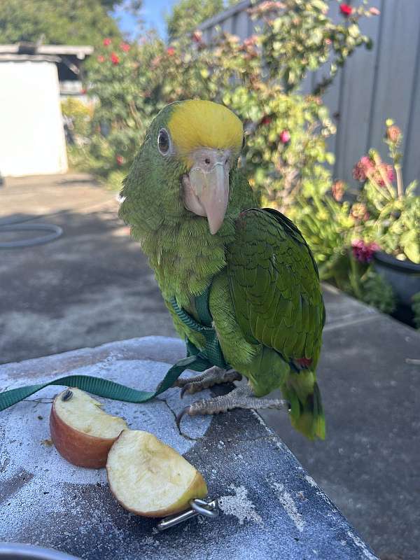 double-yellow-head-amazon-parrot-for-sale-in-newark-ca