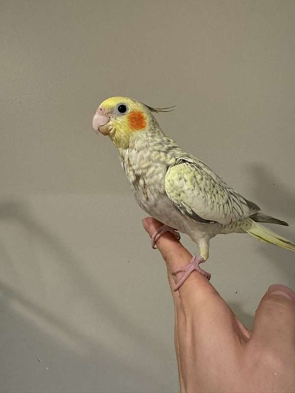 pearl-yellow-bird-for-sale-in-kensington-md