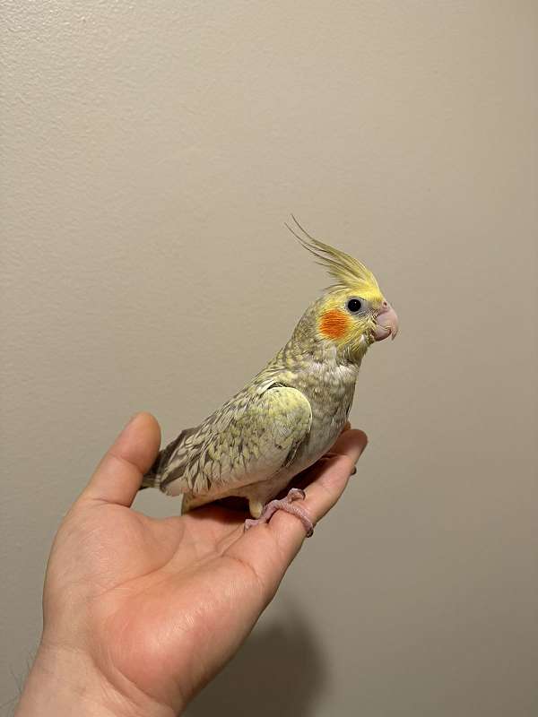 pet-bird-for-sale-in-kensington-md