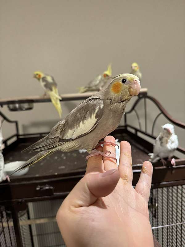 grey-yellow-bird-for-sale-in-kensington-md