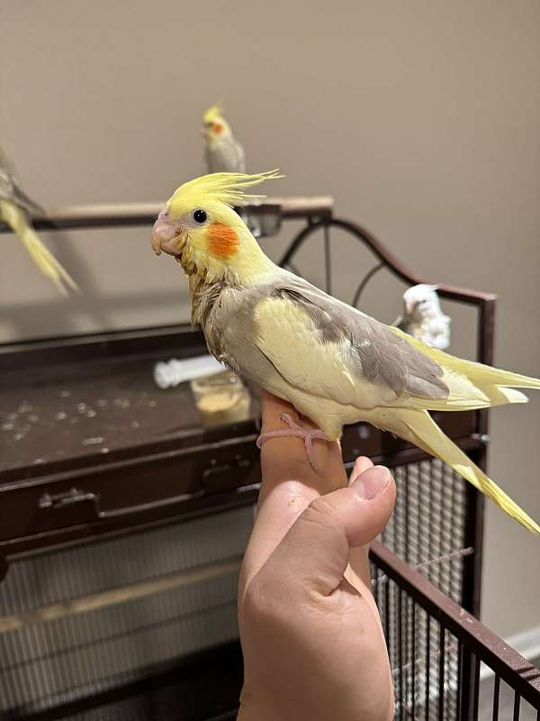 cockatiel-for-sale