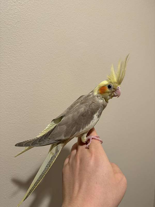 cockatiel-for-sale