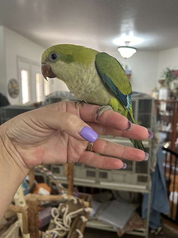 female-bird-for-sale-in-layton-ut