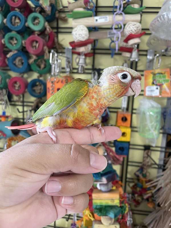 conure-for-sale-in-hillsboro-or