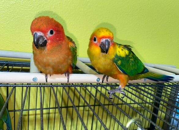 conure-sun-conure-for-sale-in-hillsboro-or