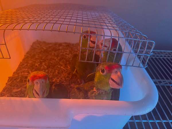 amazon-parrot-for-sale-in-hillsboro-or