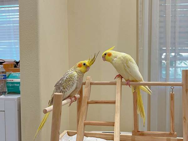 cockatiel-for-sale