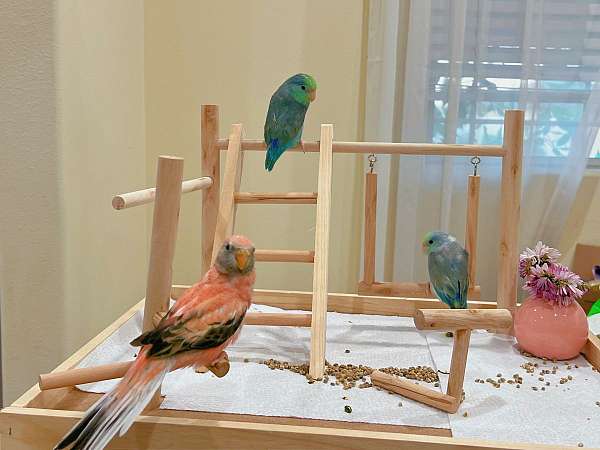 parrotlet-for-sale