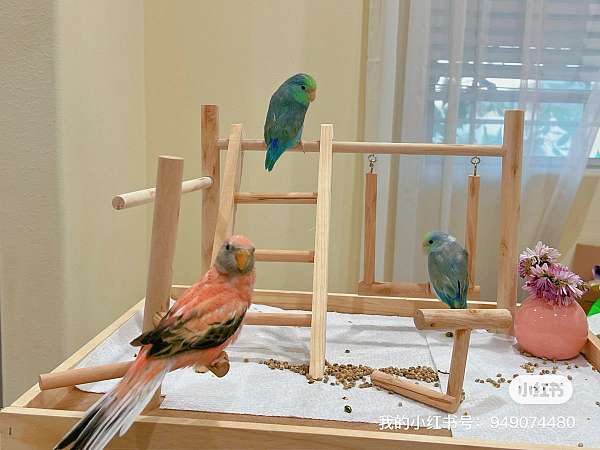 parakeet-for-sale