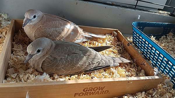 ringneck-dove-for-sale-in-maine