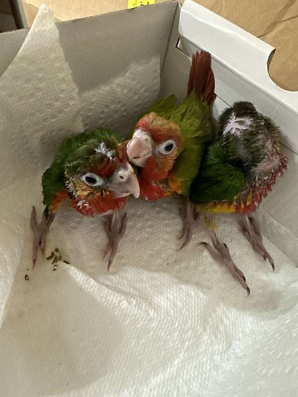 green-cheek-conure-for-sale