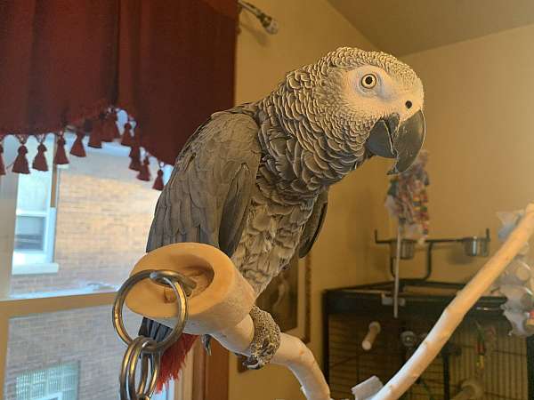 african-grey-parrot-for-sale-in-whiting-in