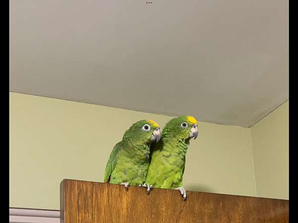 yellow-crown-amazon-parrot-for-sale