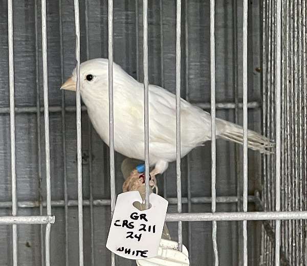 canary-for-sale