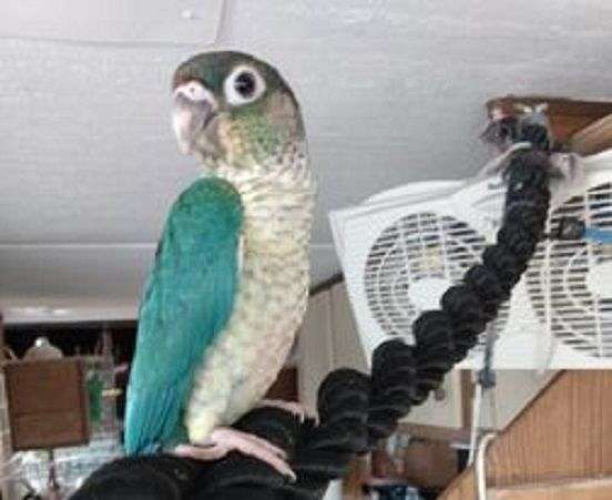 green-cheek-conure-for-sale