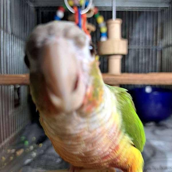 male-bird-eggs-for-sale