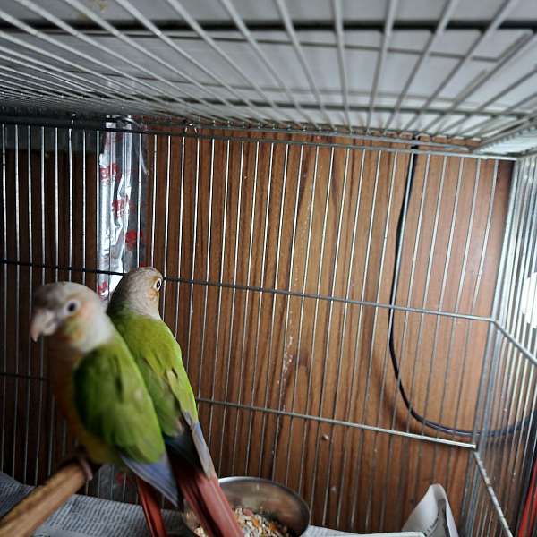 handfed-eggs-for-sale