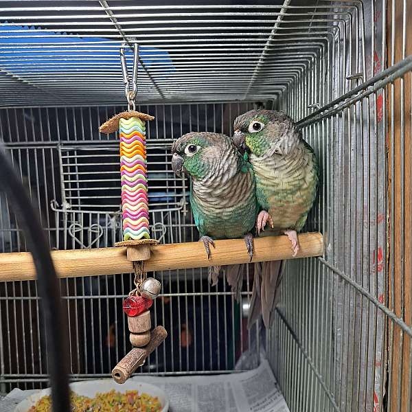 cinnamon-bird-eggs-for-sale