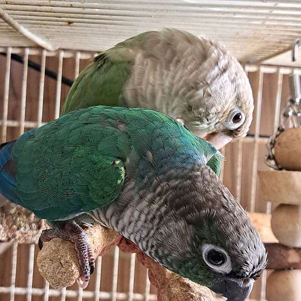 green-cheek-conure-for-sale