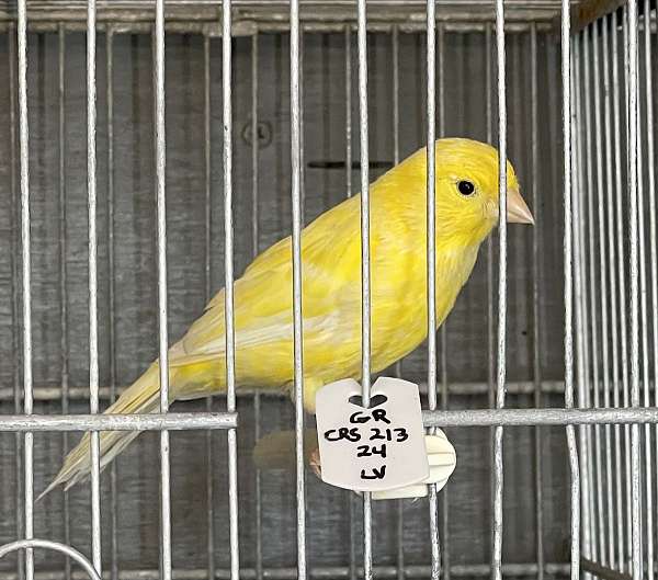 roller-singing-canary-for-sale