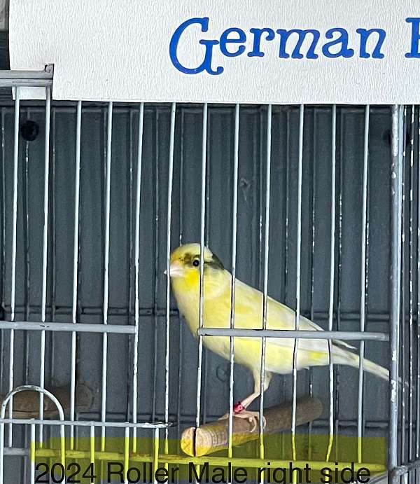 roller-singing-canary-for-sale