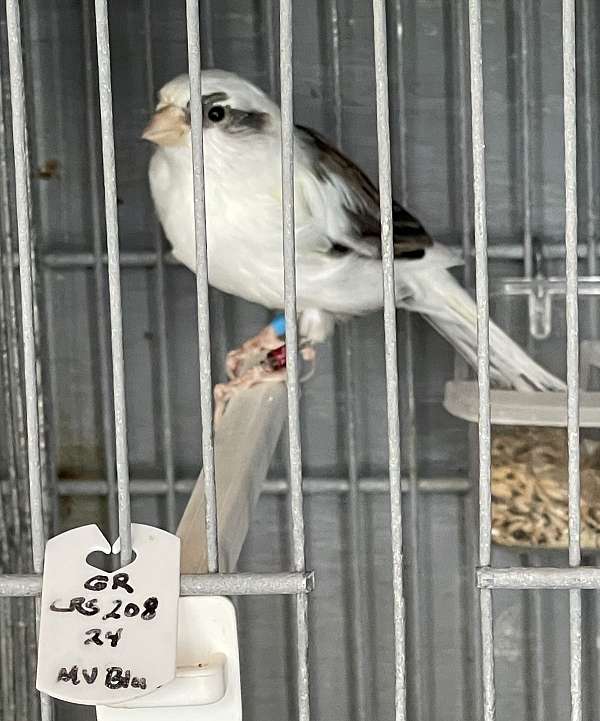 blue-white-bird-for-sale-in-port-charlotte-fl