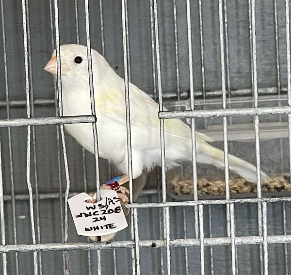 canary-for-sale