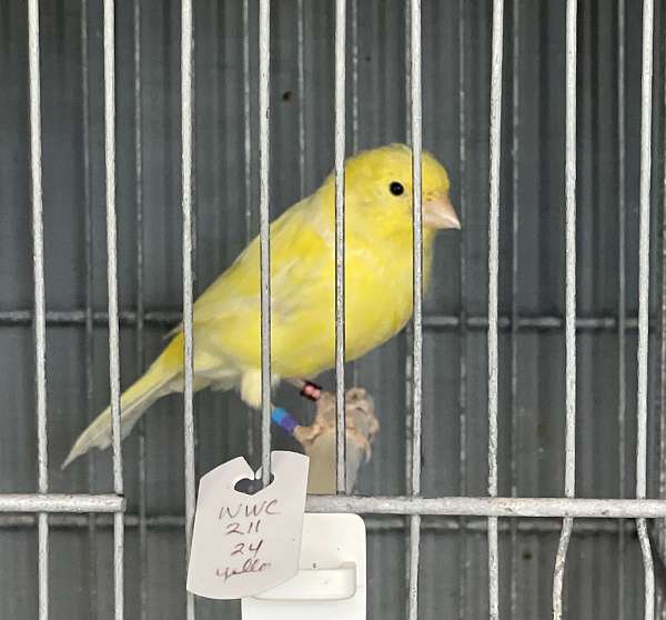 canary-for-sale