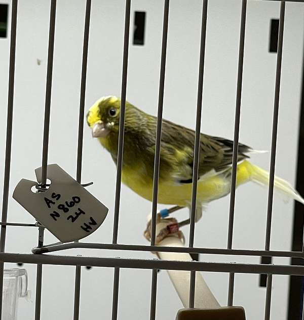 canary-for-sale