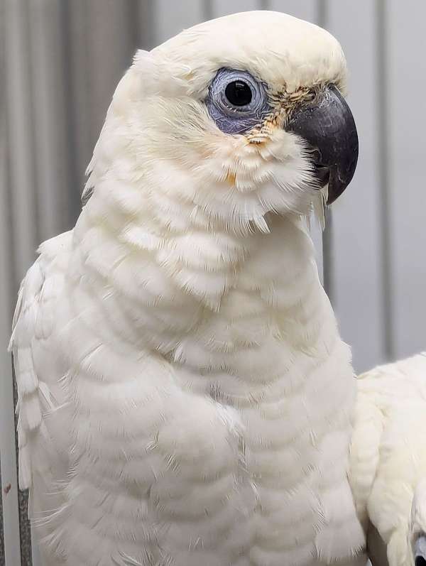 goffin-cockatoo-for-sale