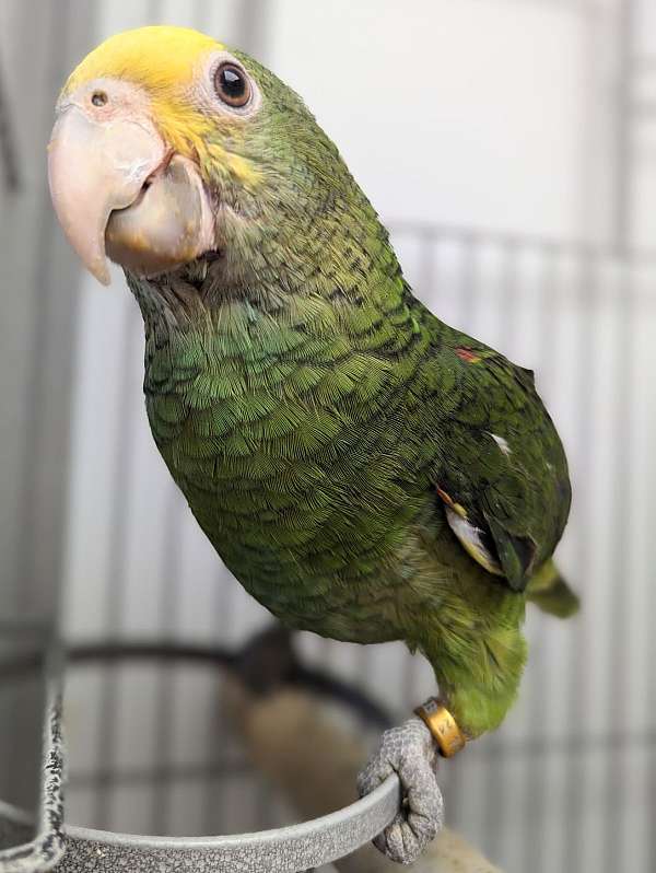 double-yellow-head-amazon-parrot-for-sale