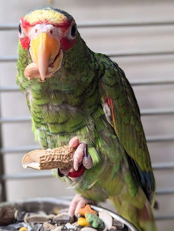 white-front-amazon-parrot-for-sale