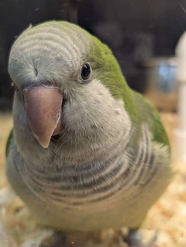 quaker-parrots-for-sale