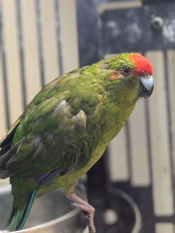 grass-parakeet-for-sale