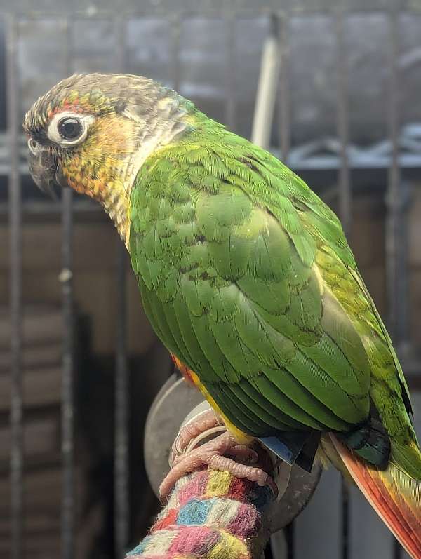 green-cheek-conure-for-sale