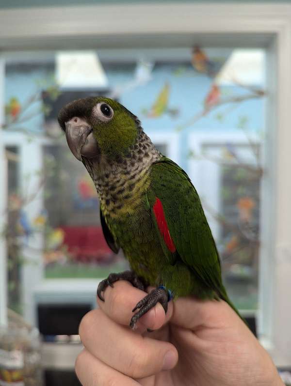 black-capped-conure-for-sale