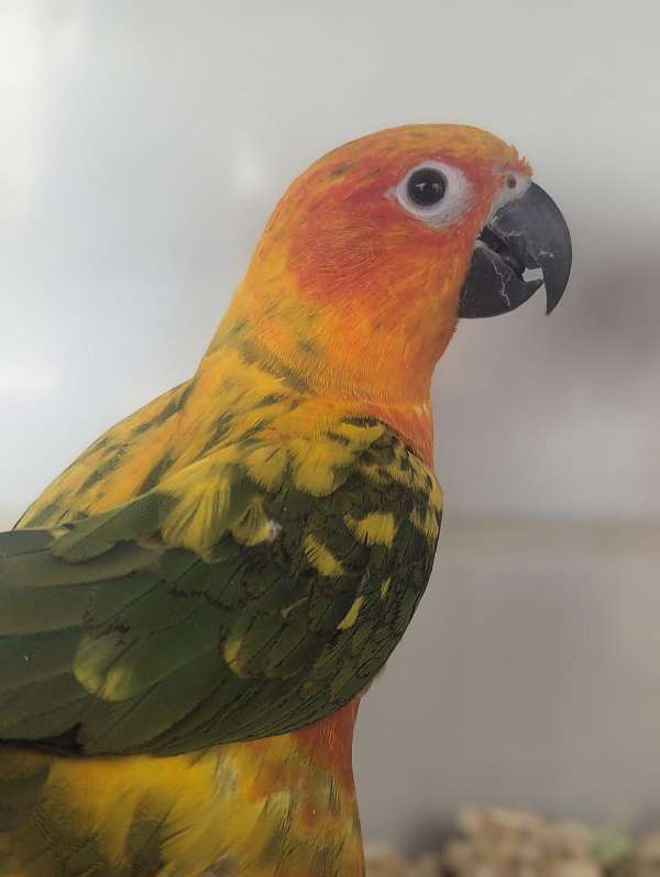 sun-conure-for-sale