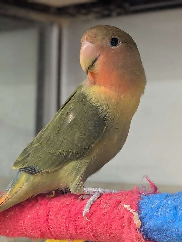 peach-faced-lovebird-for-sale